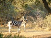 zebras are not horses